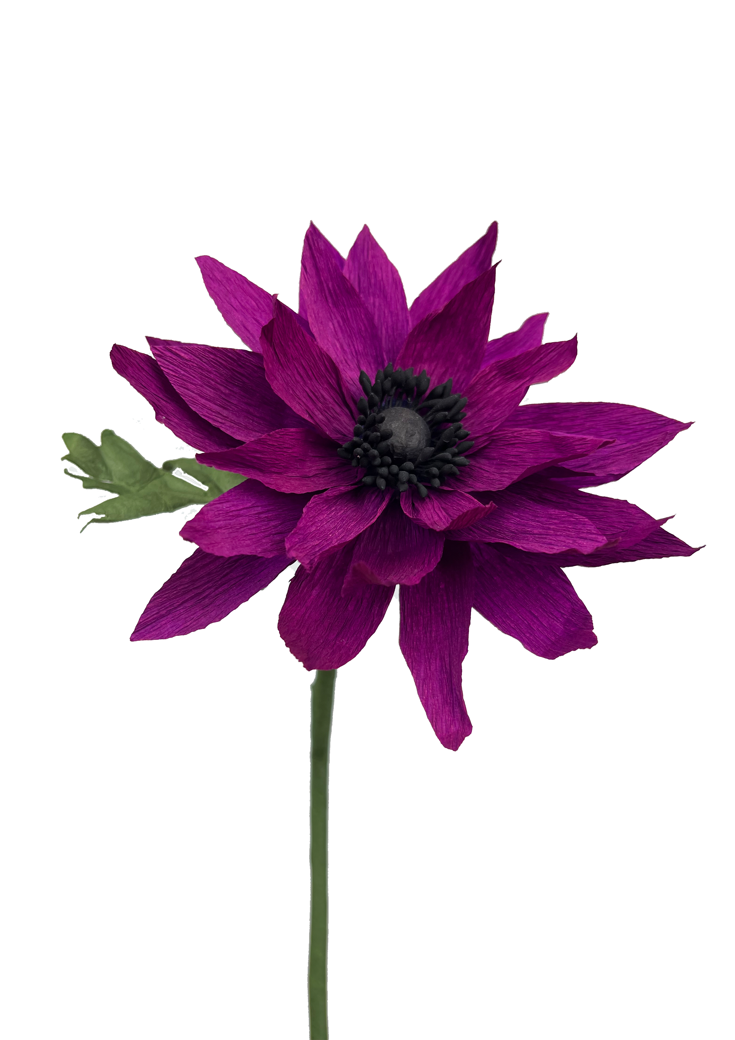 EVIGHEDSBLOMST: LILLA DAHLIA