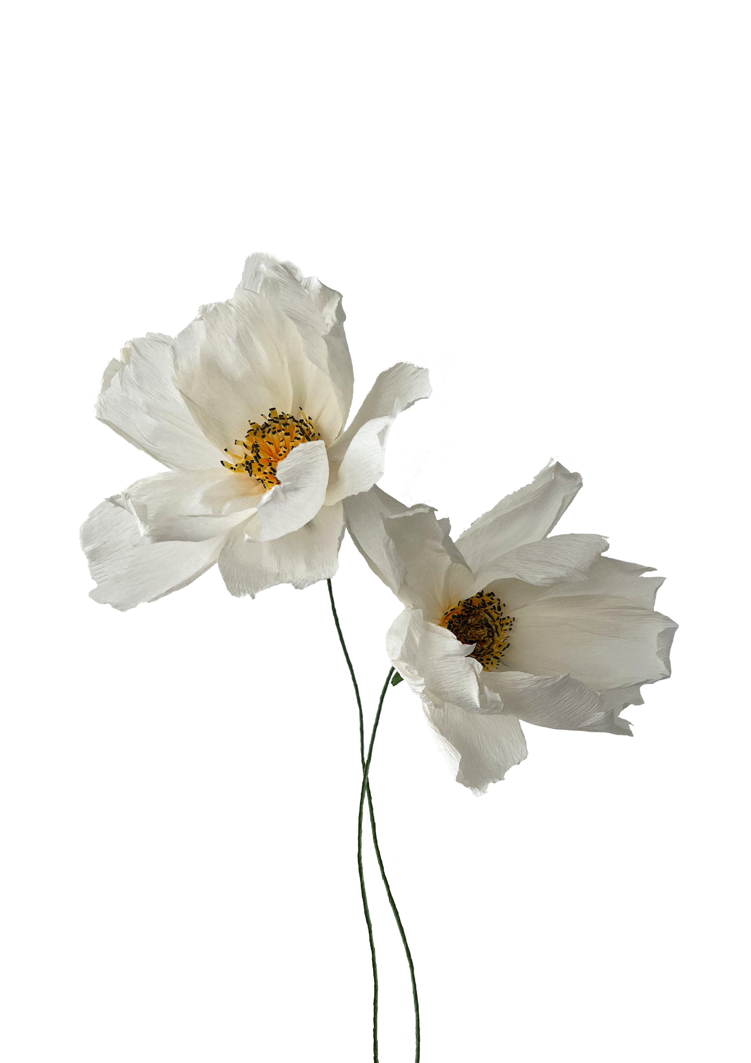 CREPE PAPIRBLOMST: HVID VILDROSE