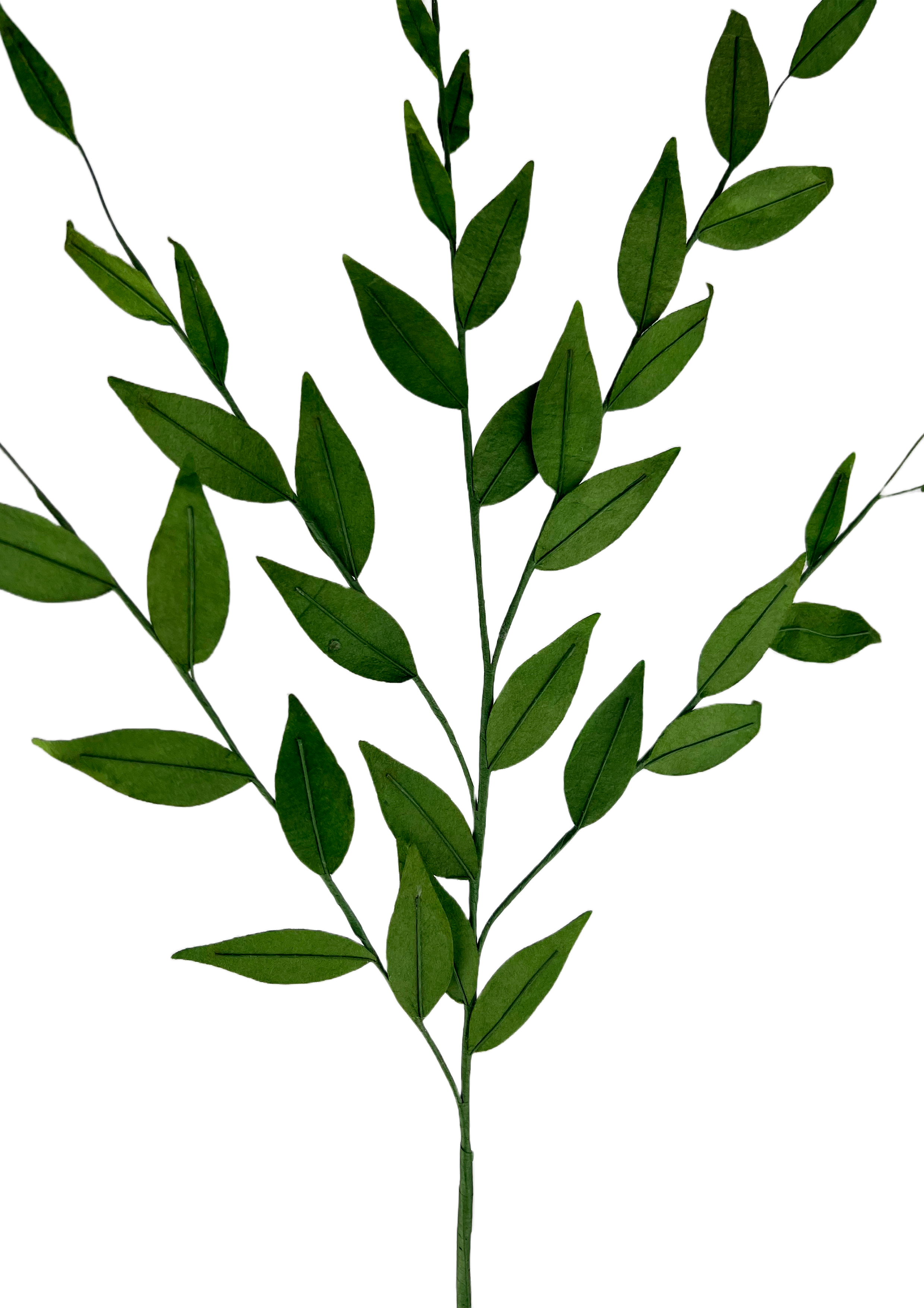 EVIGHEDSBLOMST: KORNSTRÅ