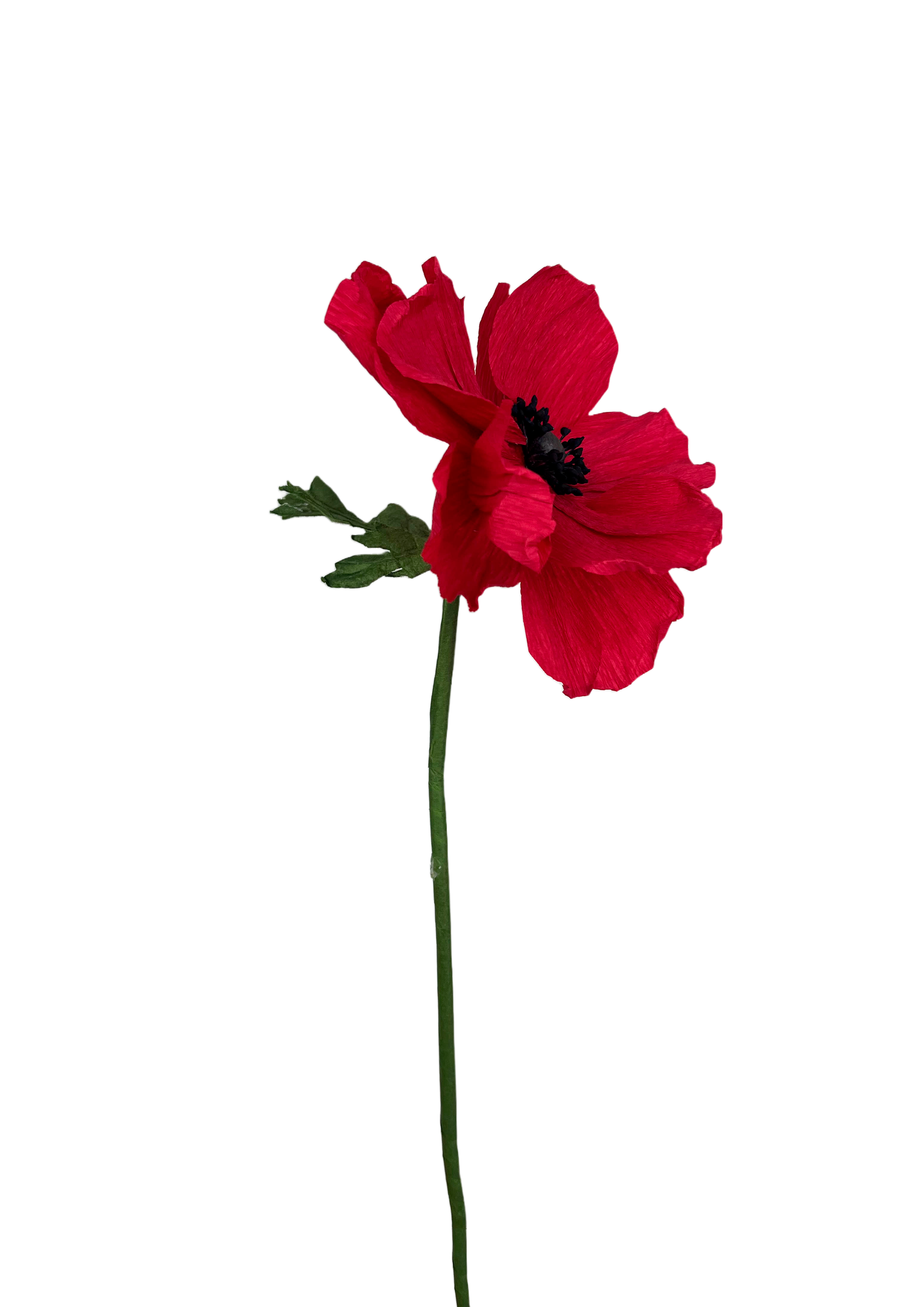 CREPE PAPIRBLOMSTER: RØD ANEMONE