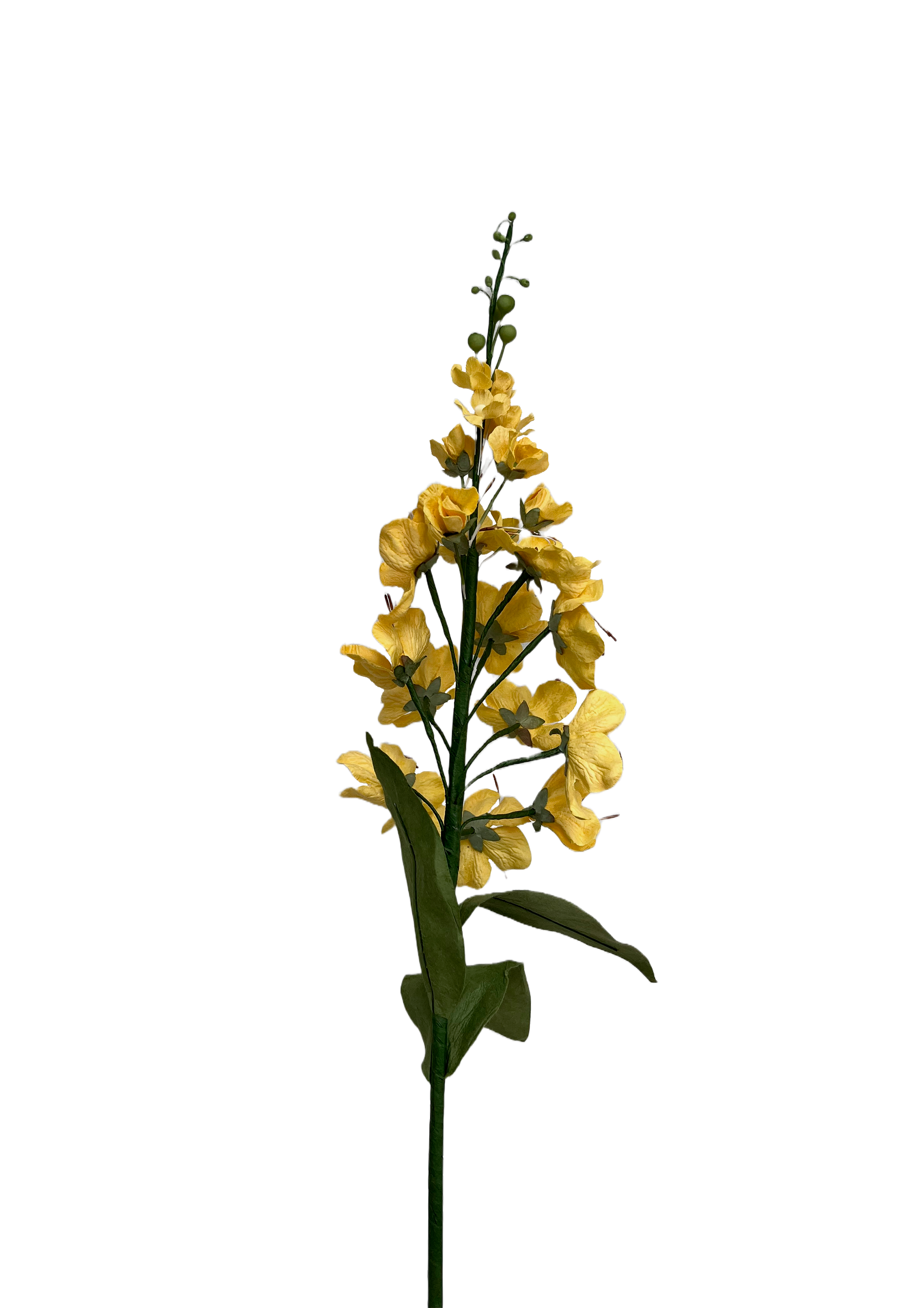 EVIGHEDSBLOMST: GULDREGN