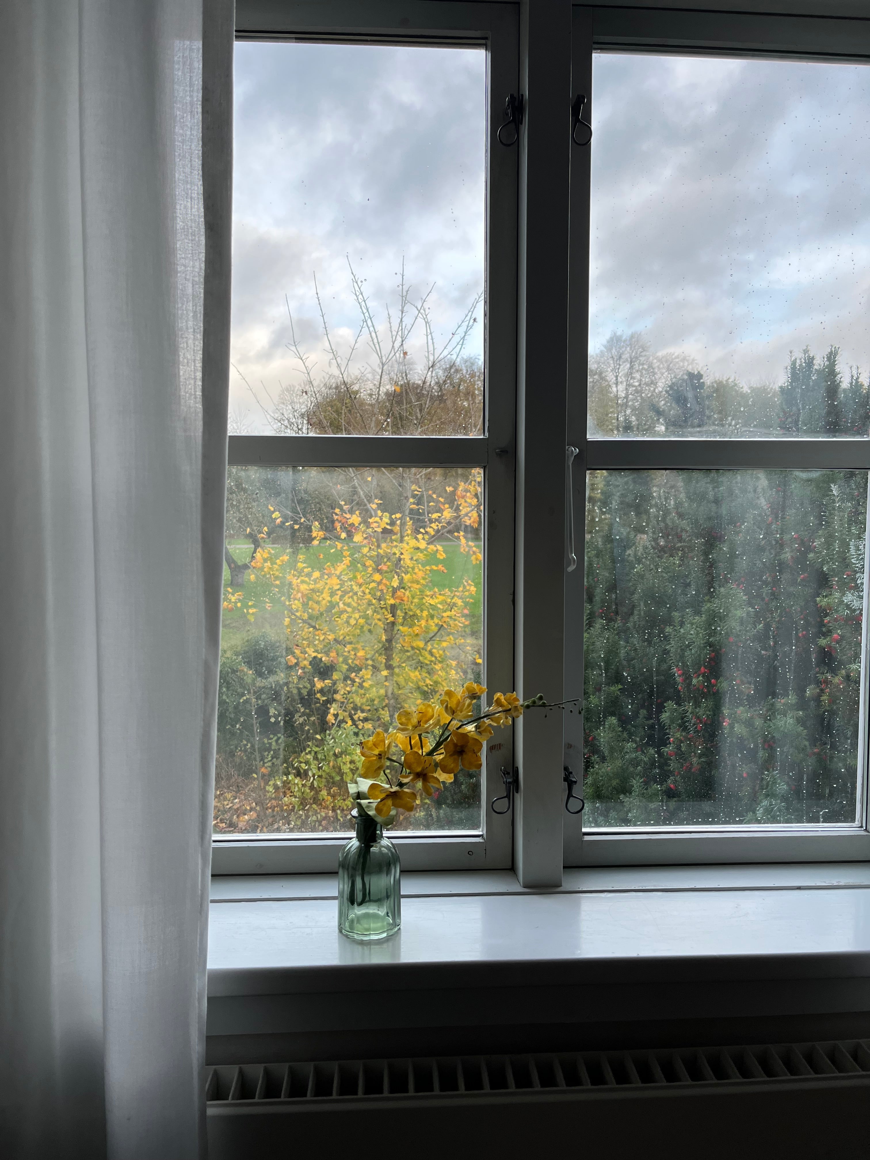 EVIGHEDSBLOMST: GULDREGN