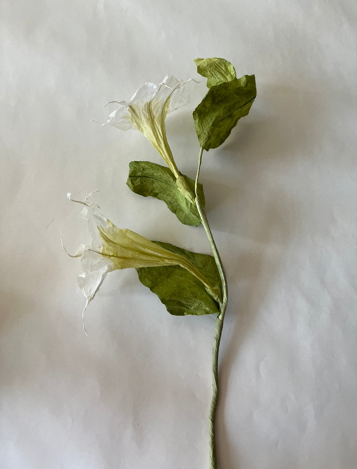 EVIGHEDSBLOMST: SNERLE