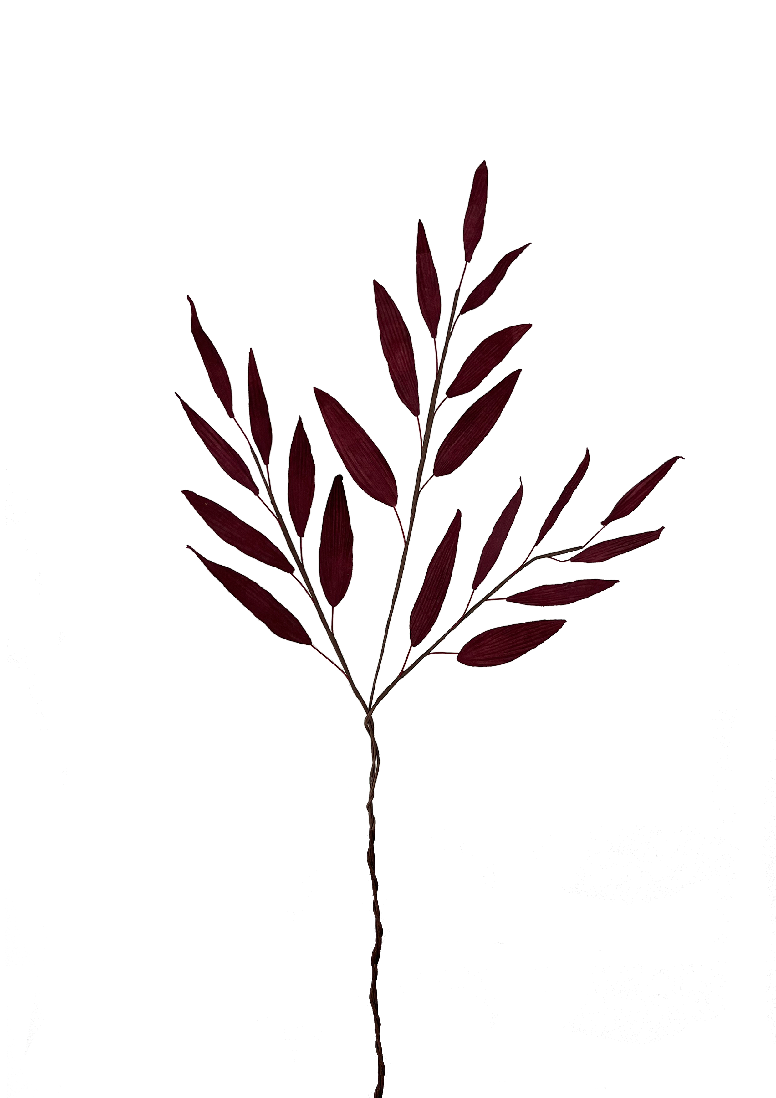 EVIGHEDSBLOMST: LILLA BLAD