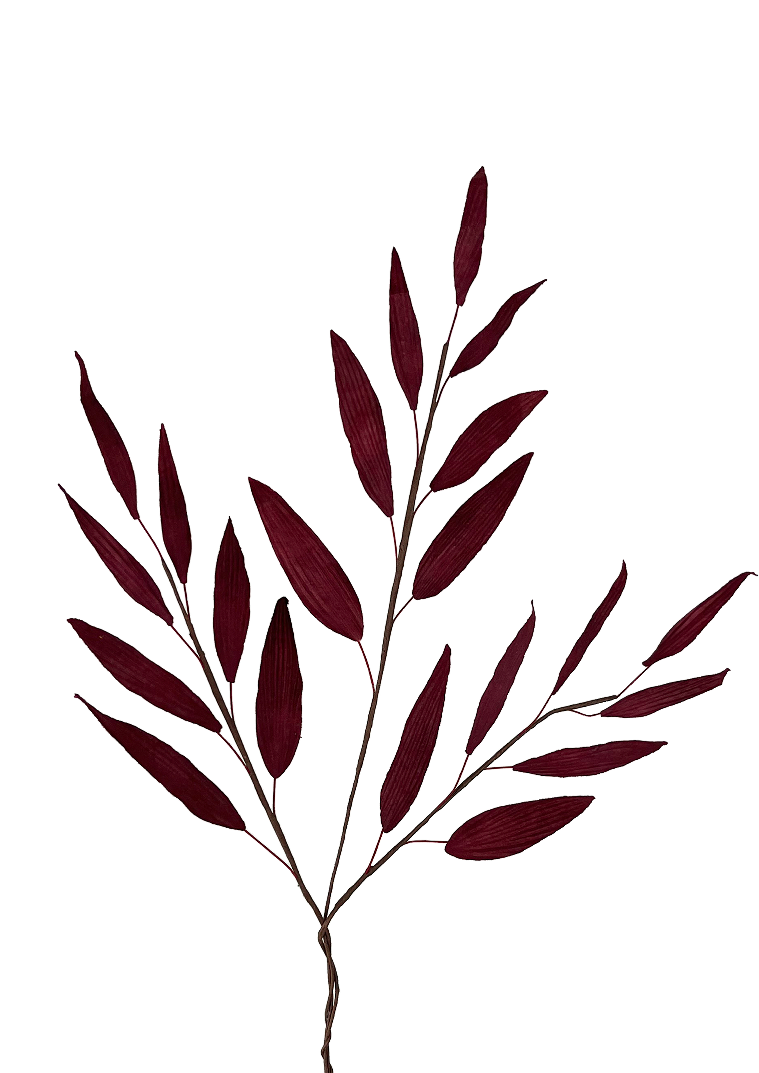 EVIGHEDSBLOMST: LILLA BLAD