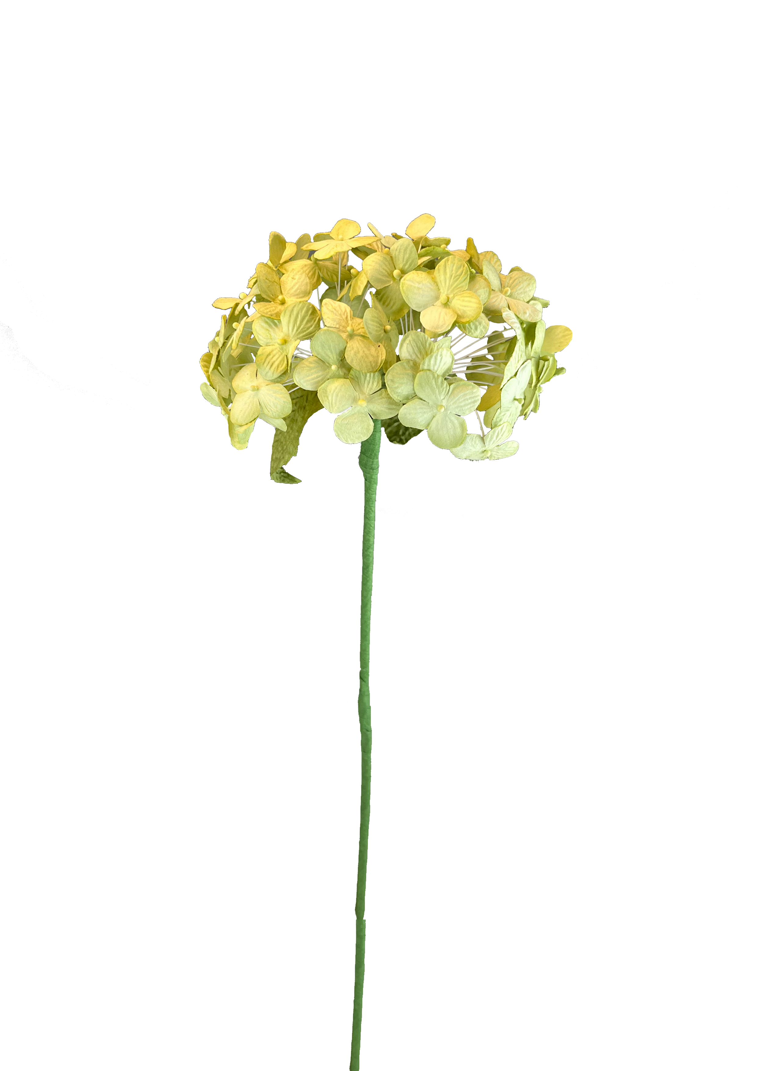 EVIGHEDSBLOMST: HORTENSIA