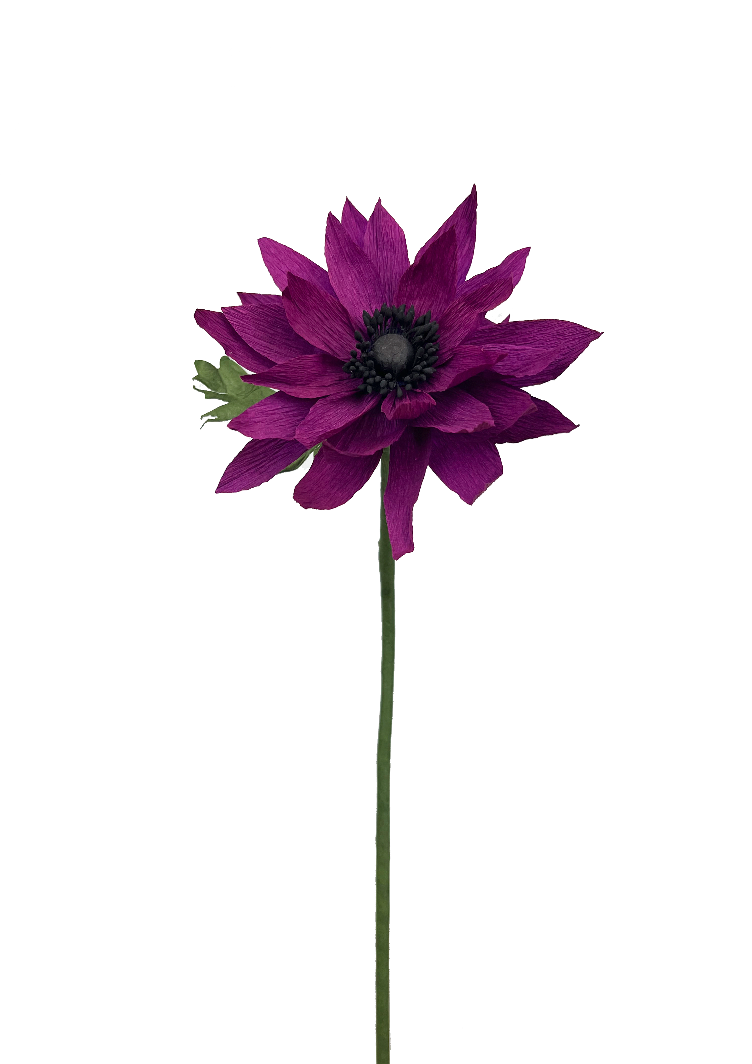 EVIGHEDSBLOMST: LILLA DAHLIA