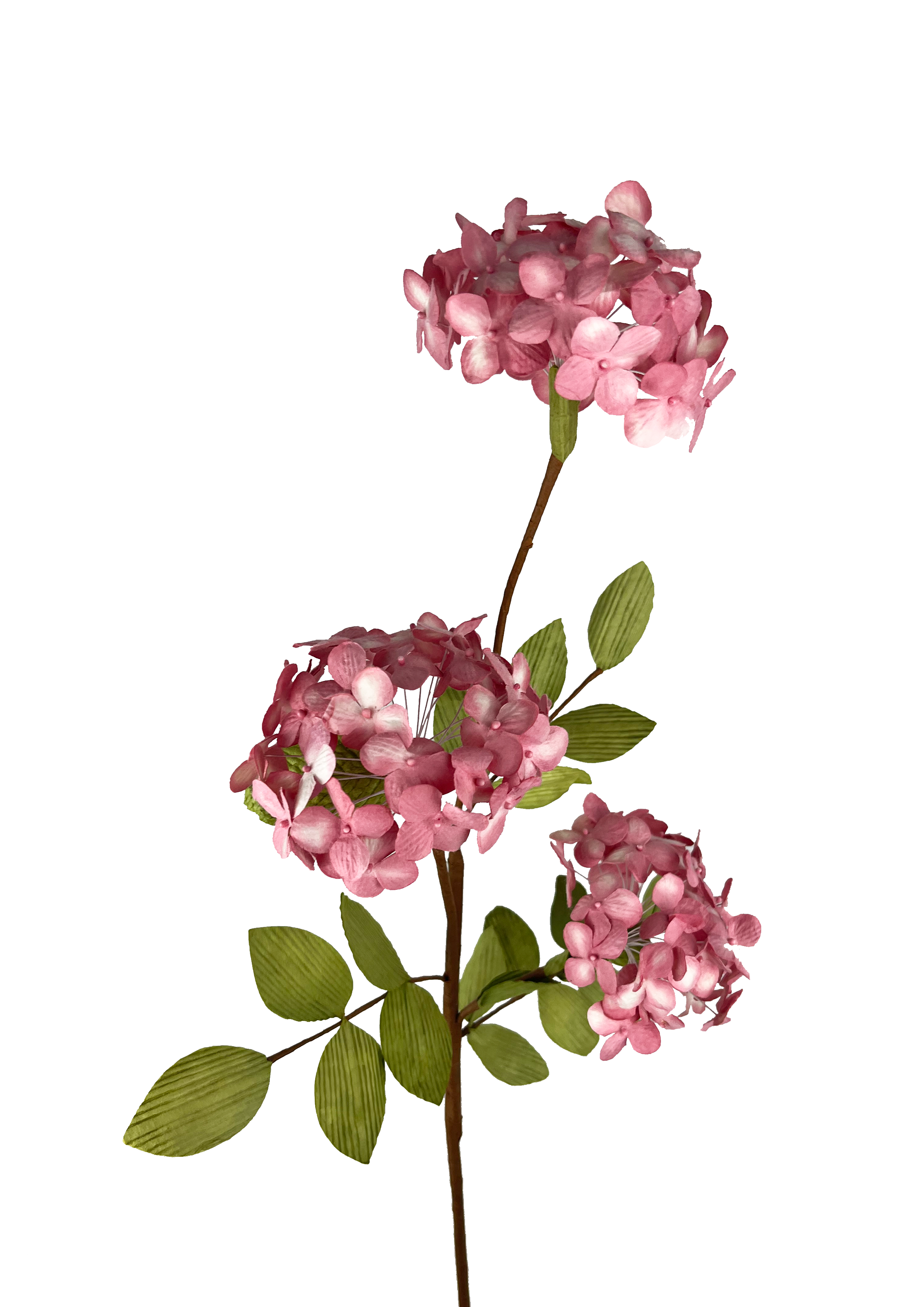EVIGHEDSBLOMSTER: HORTENSIA GREN
