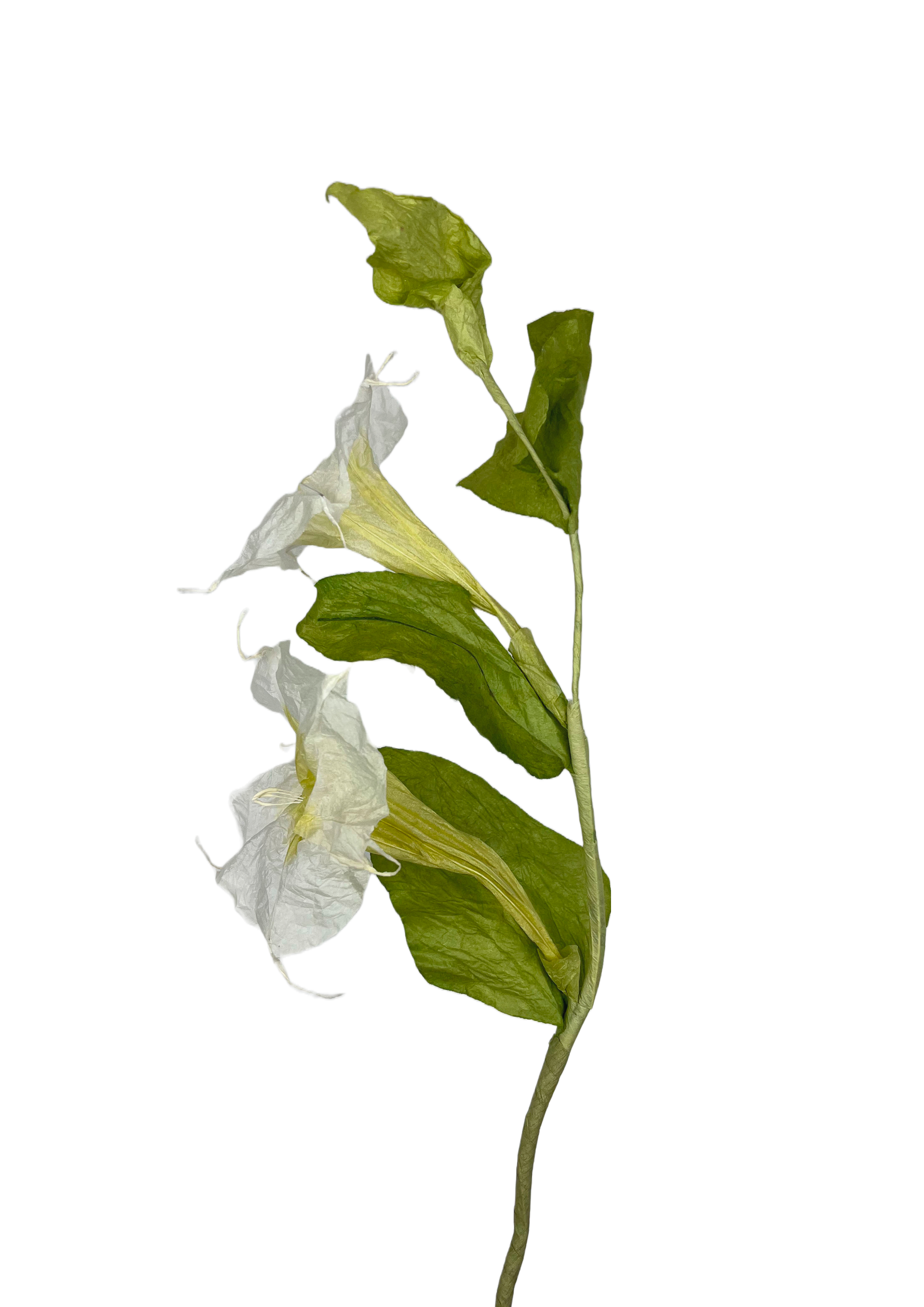 EVIGHEDSBLOMST: SNERLE