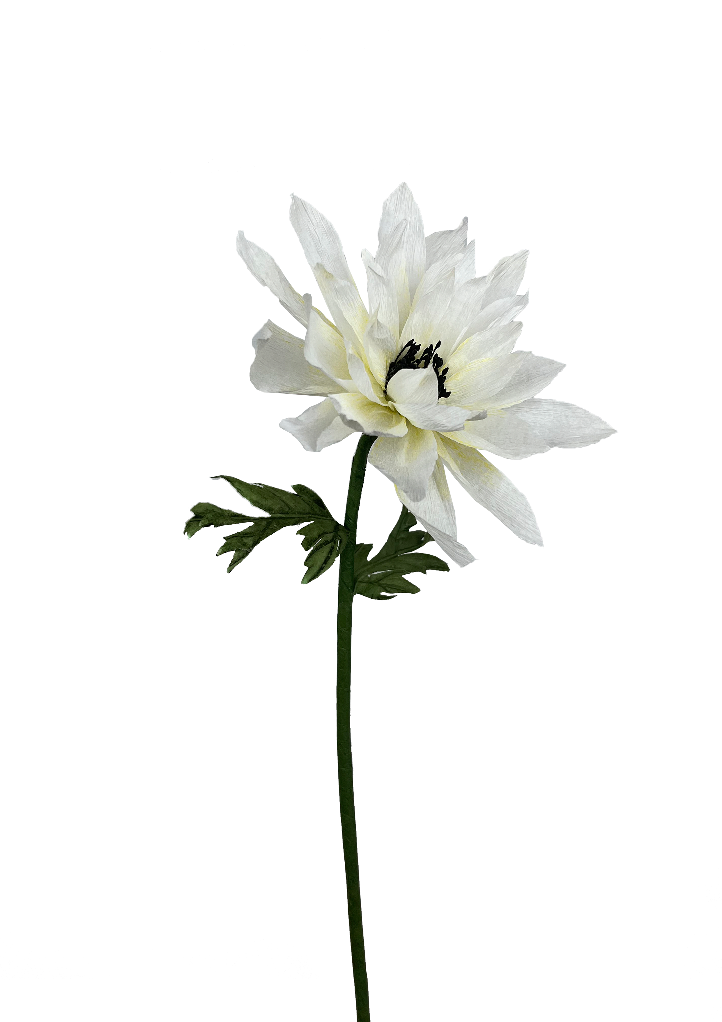 CREPE PAPIRBLOMSTER: HVID DAHLIA