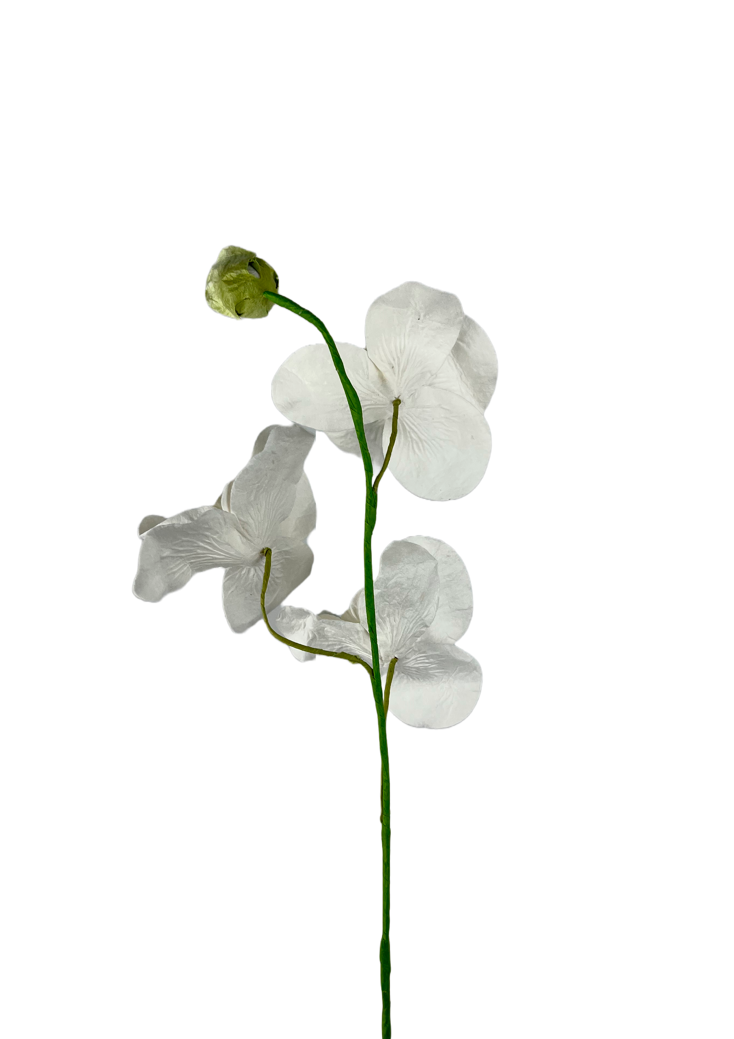 EVIGHEDSBLOSMT: ORKIDÉ - LILLE