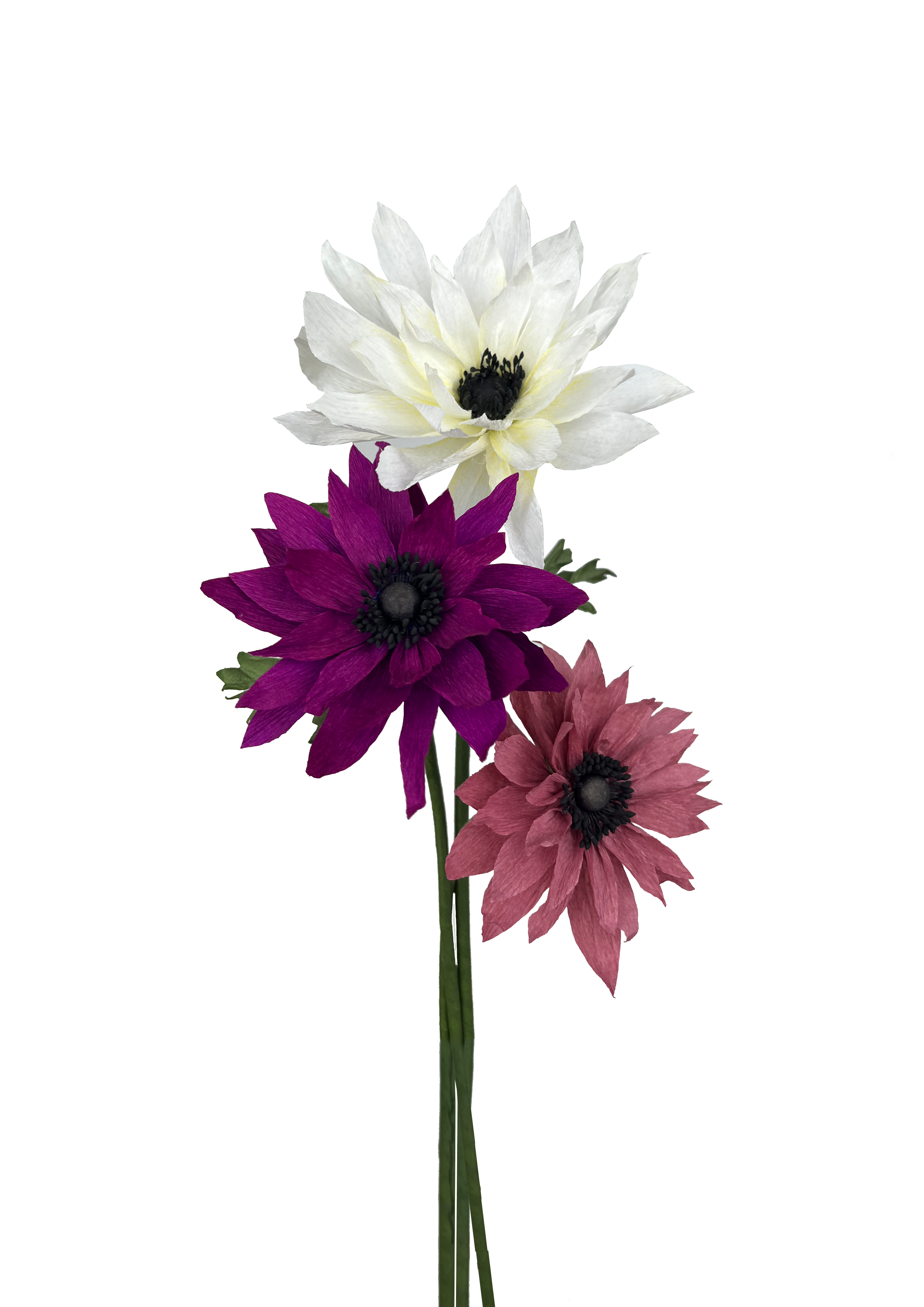 EVIGHEDSBLOMST: BORDEAUX DAHLIA