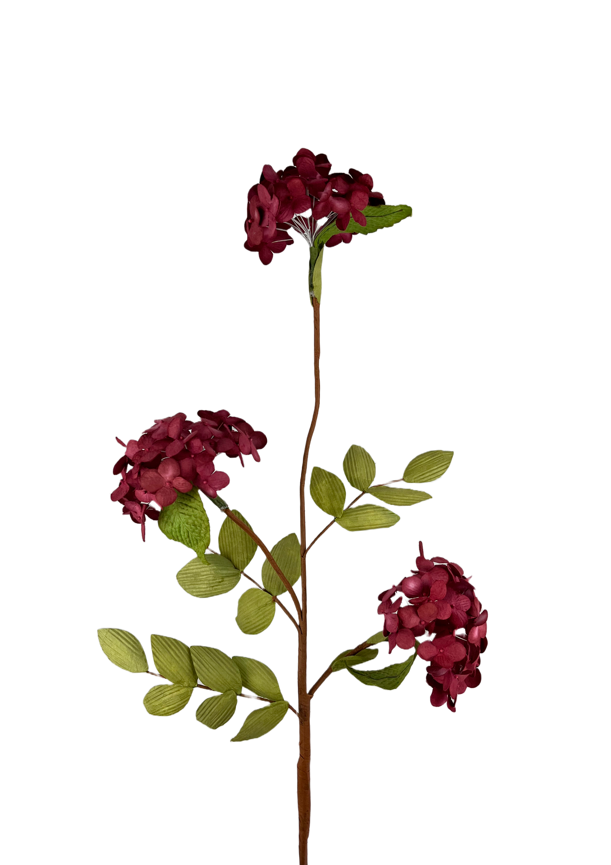EVIGHEDSBLOMSTER: HORTENSIA GREN