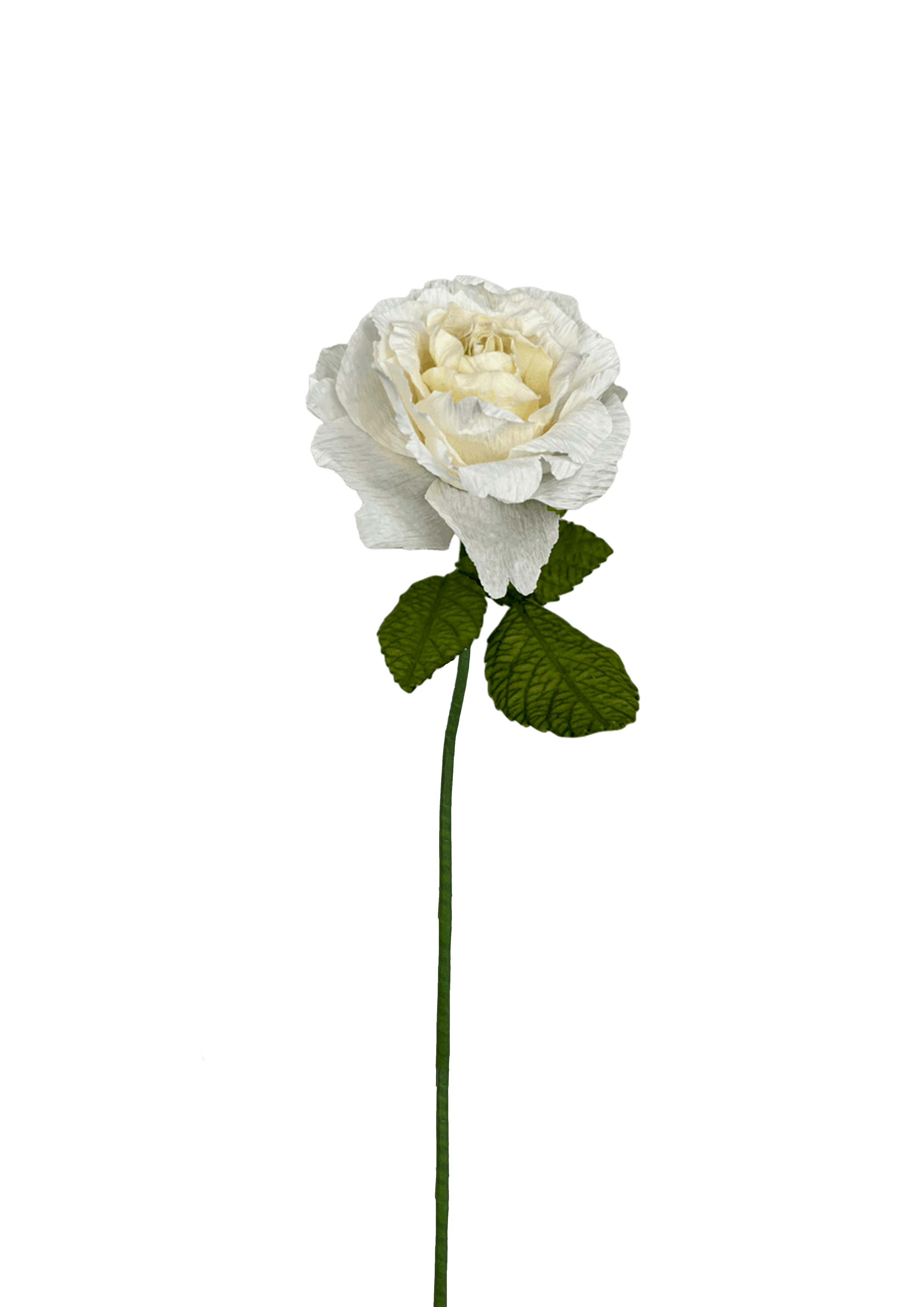 EVIGHEDSBLOMST: HVID ROSE I PAPIR