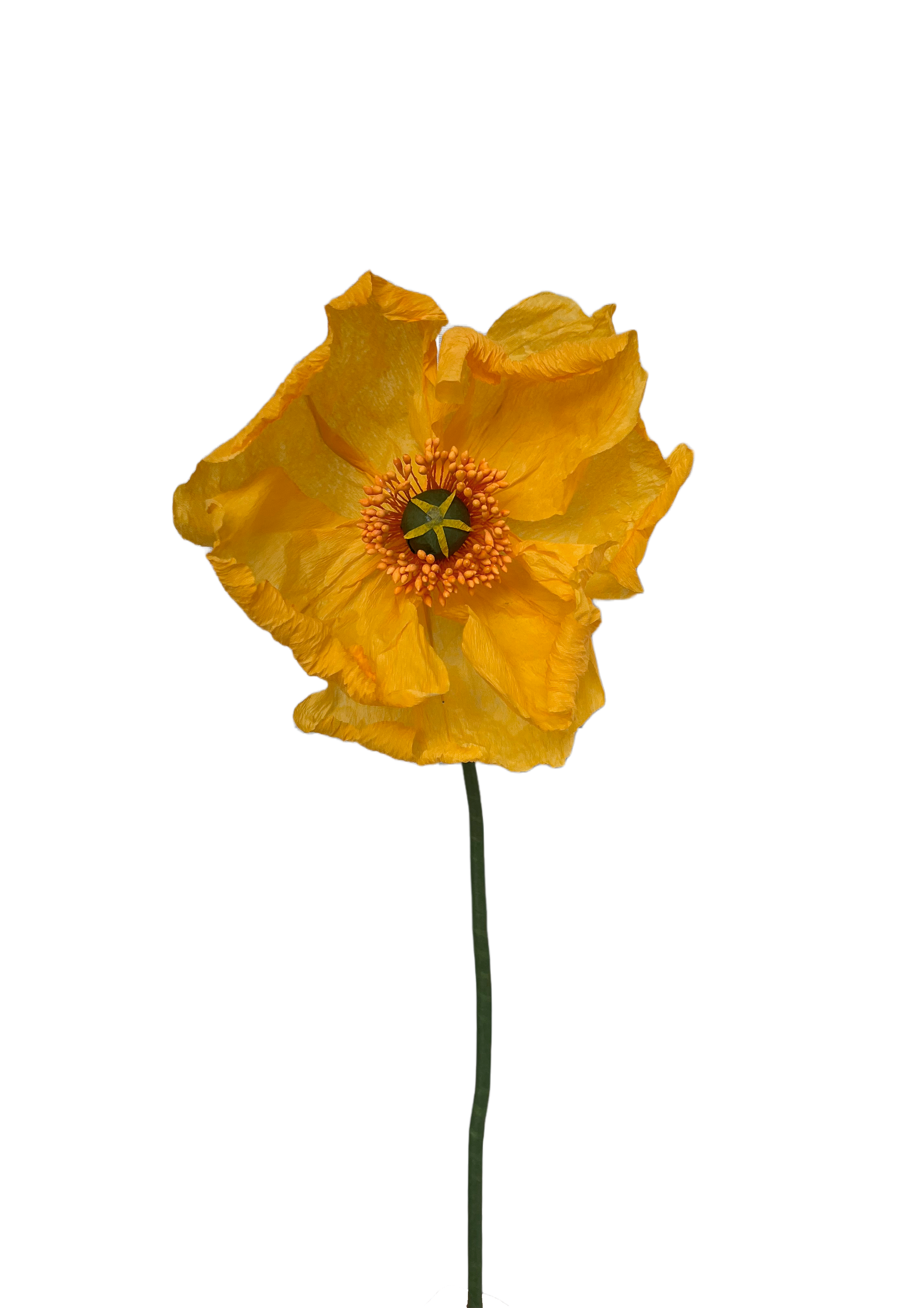 PAPIRBLOMST: GUL POPPY