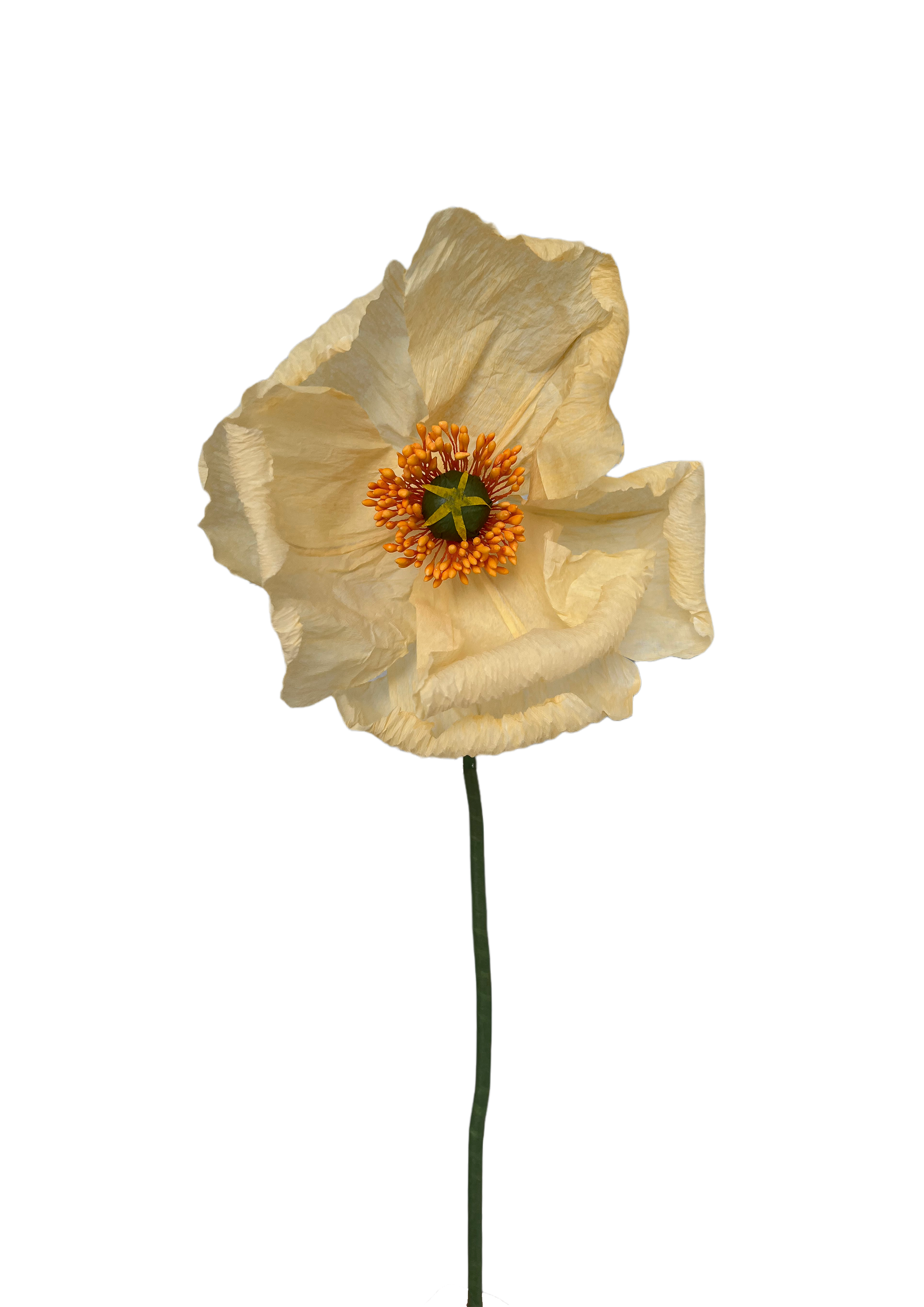 PAPIRBLOMST: LYSEGUL POPPY