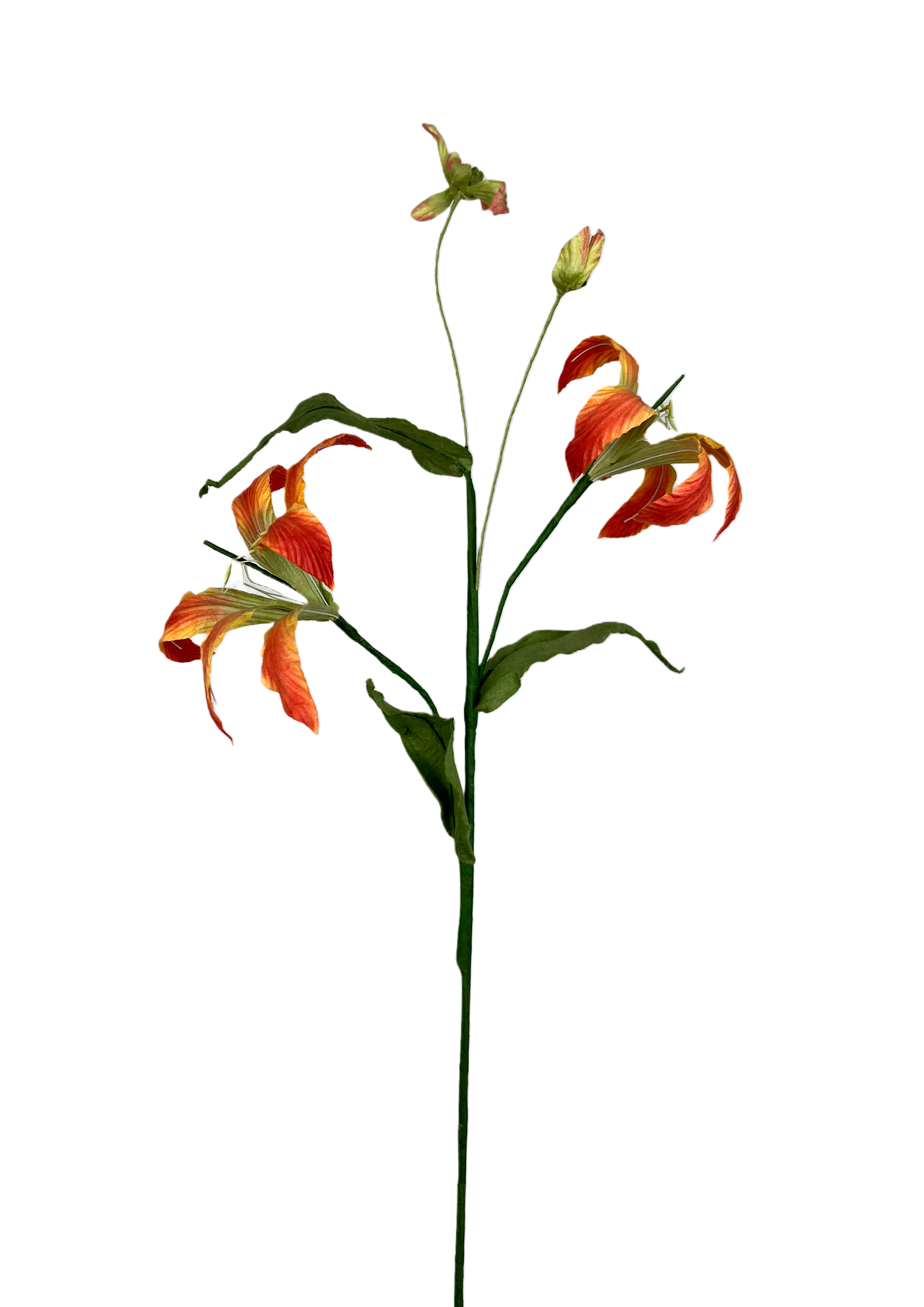 EVIGHEDSBLOMST: KLATRELILJE