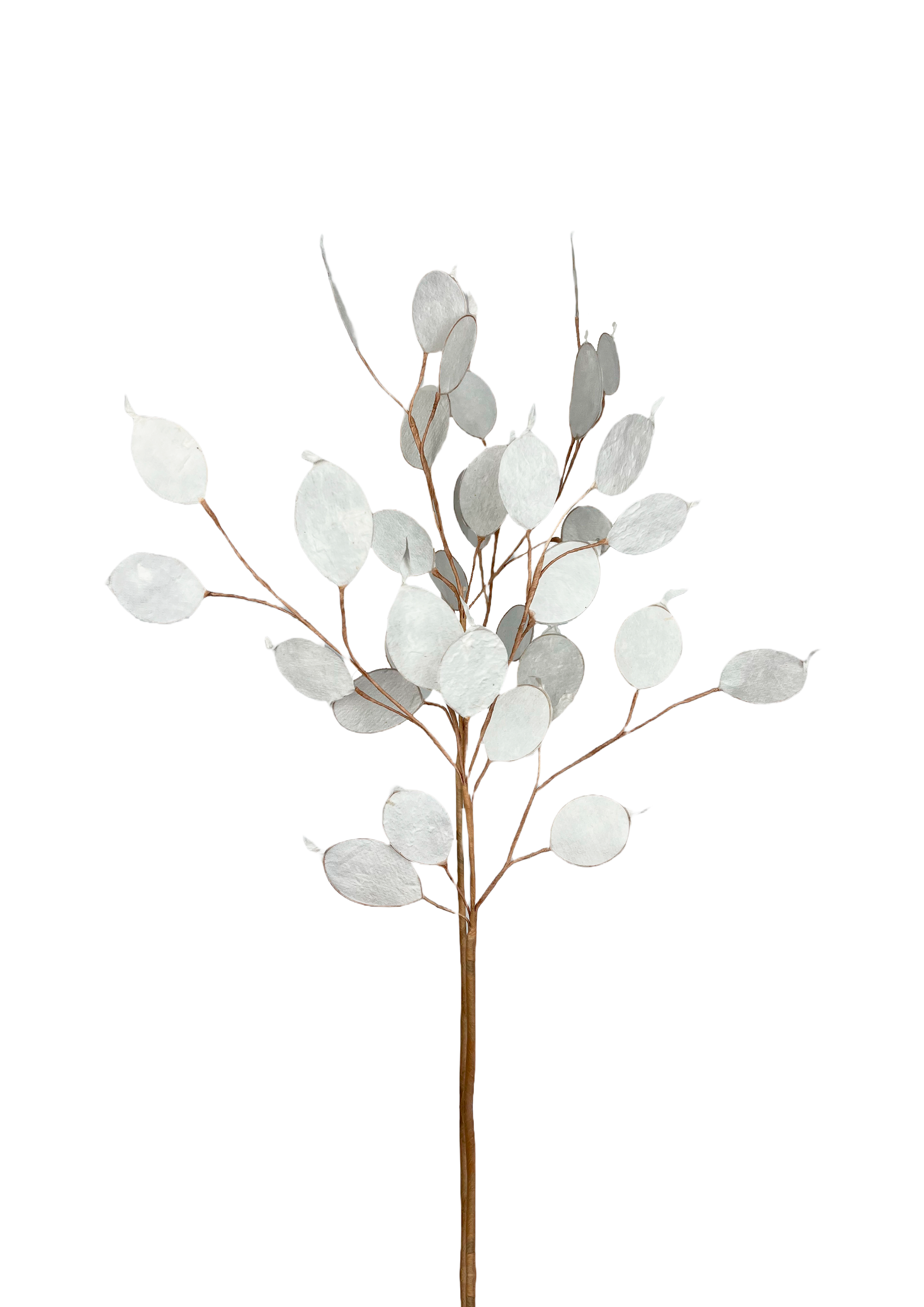 PAPIRBLOMSTER: LUNARIA