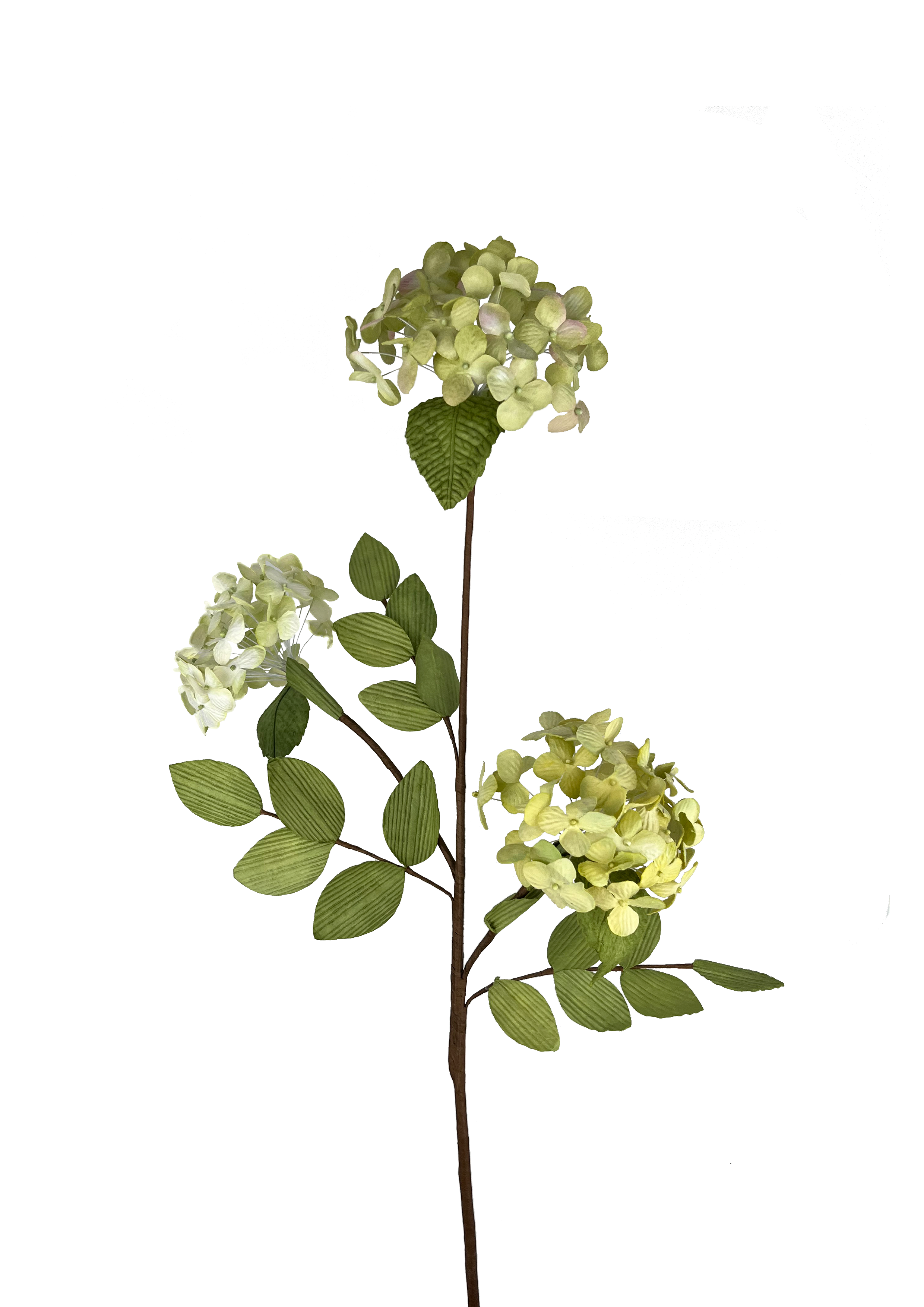 EVIGHEDSBLOMSTER: HORTENSIA GREN