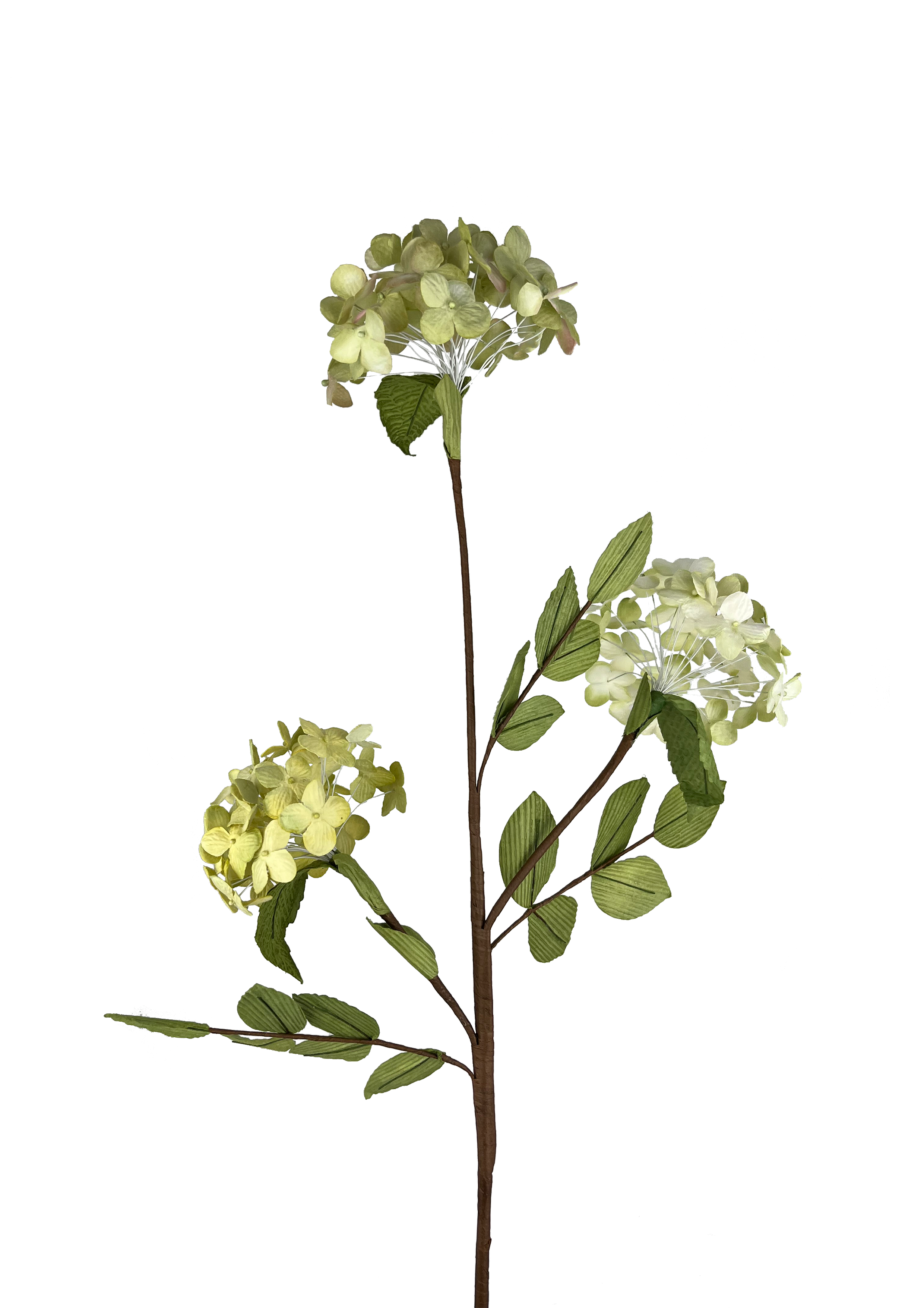 EVIGHEDSBLOMSTER: HORTENSIA GREN