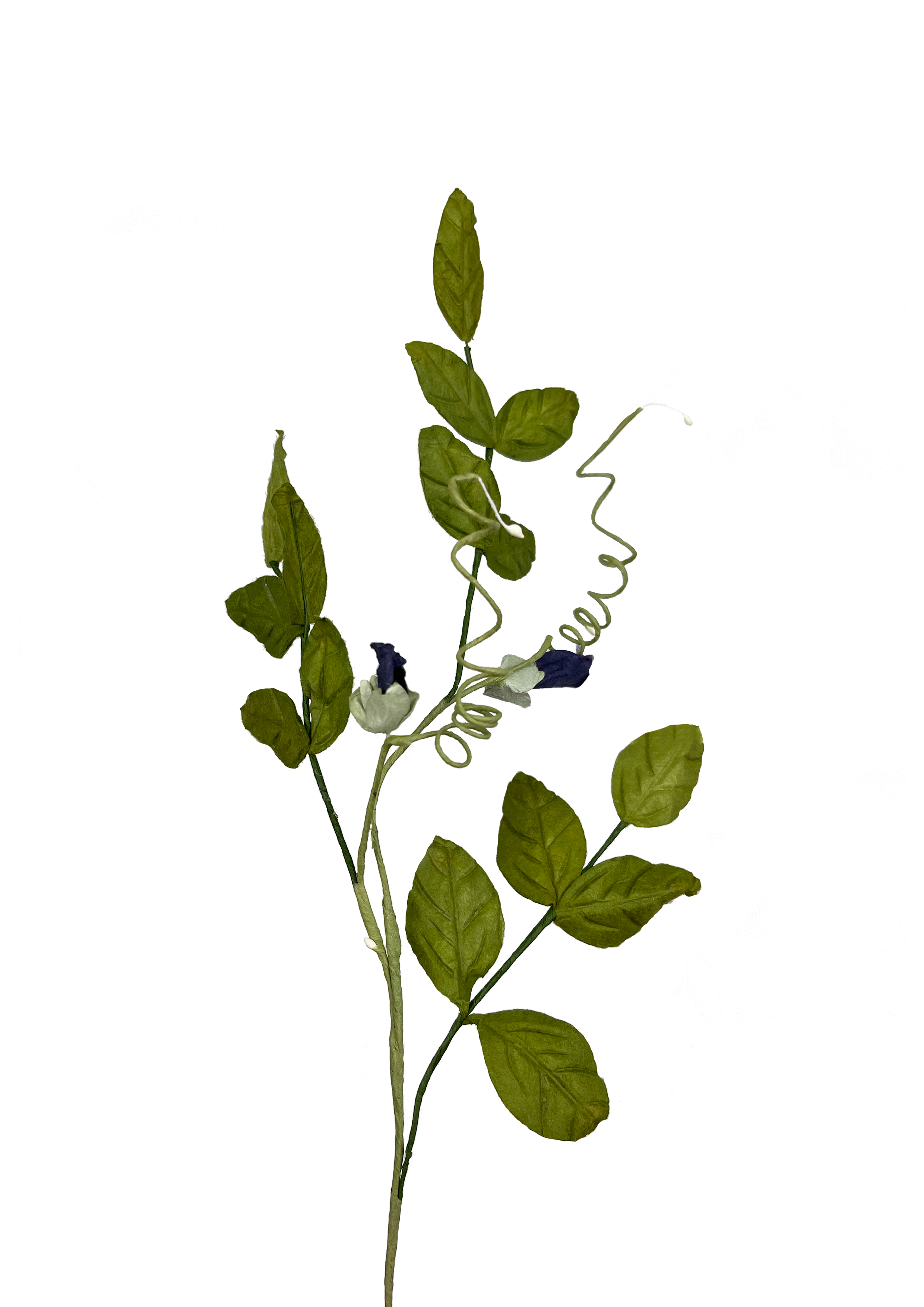 EVIGHEDSBLOMST: ÆRTEBLOMST