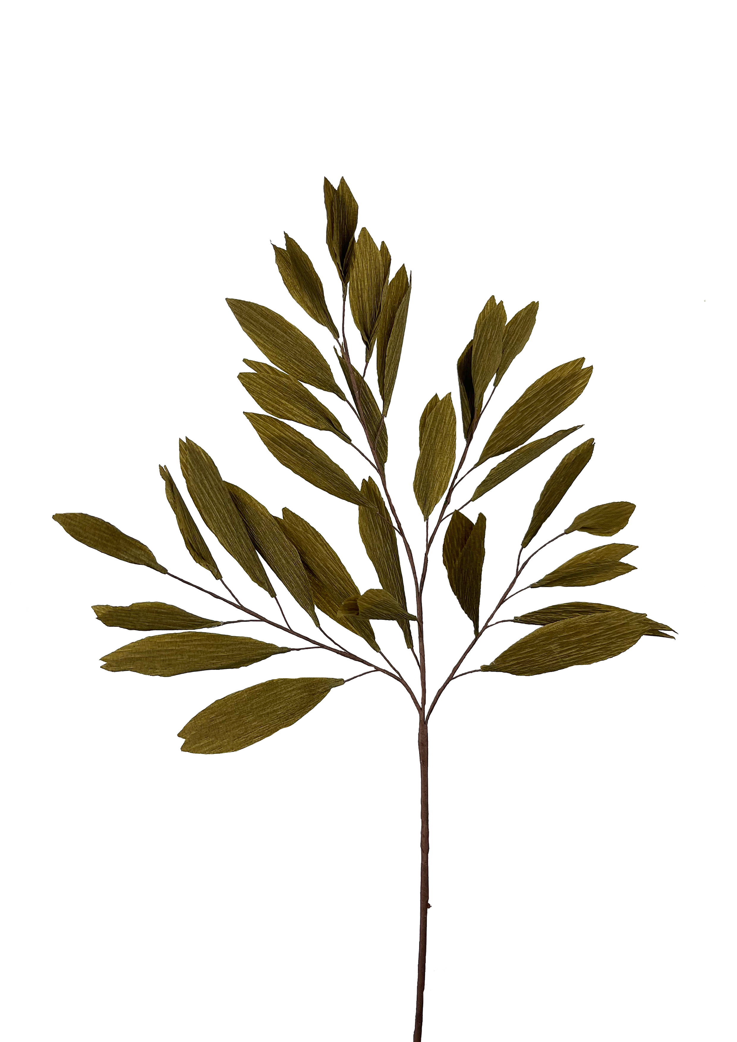 EVIGHEDSBLOMST: OLIVENGREN