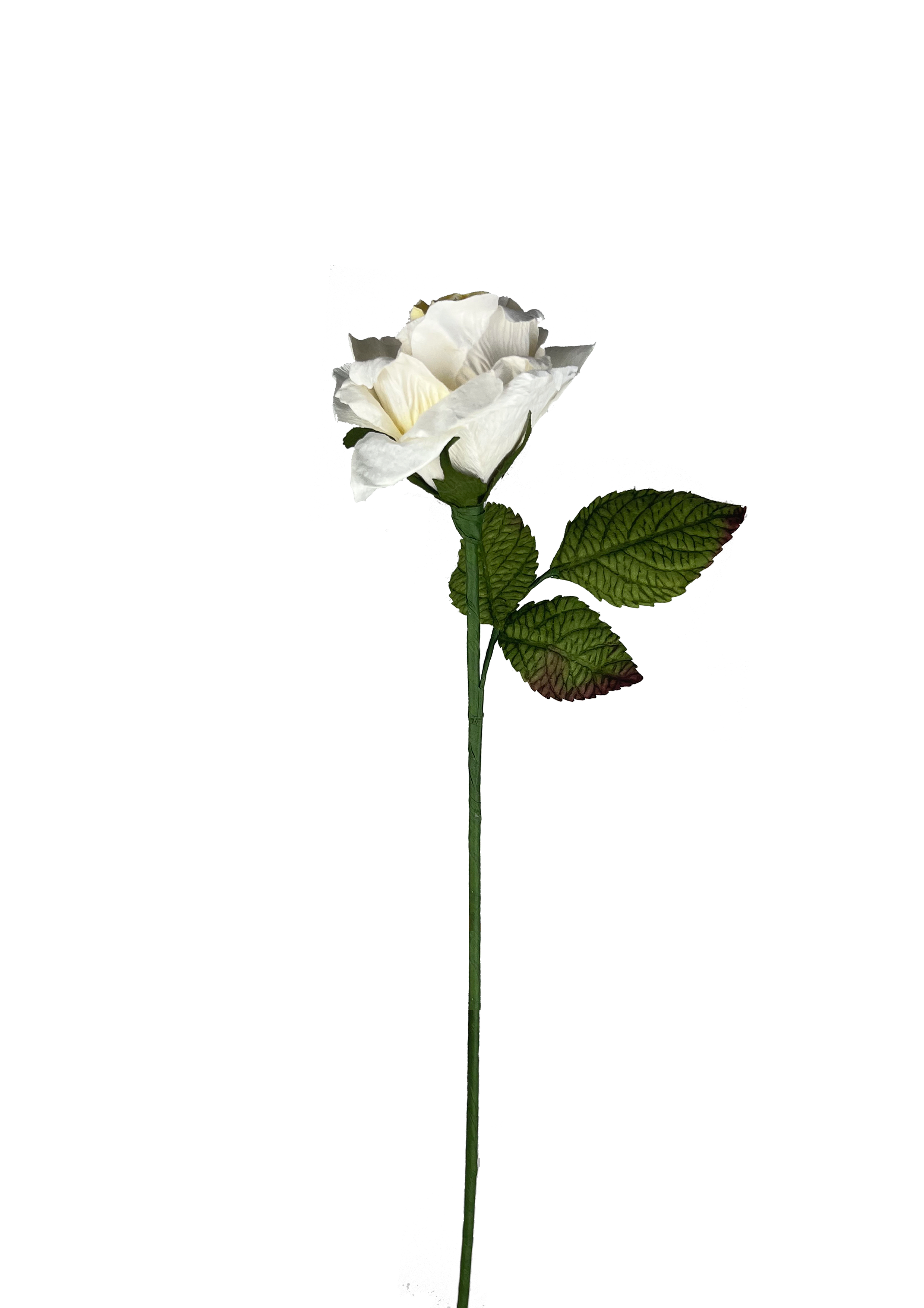 EVIGHEDSBLOMST: HVID ROSE I PAPIR