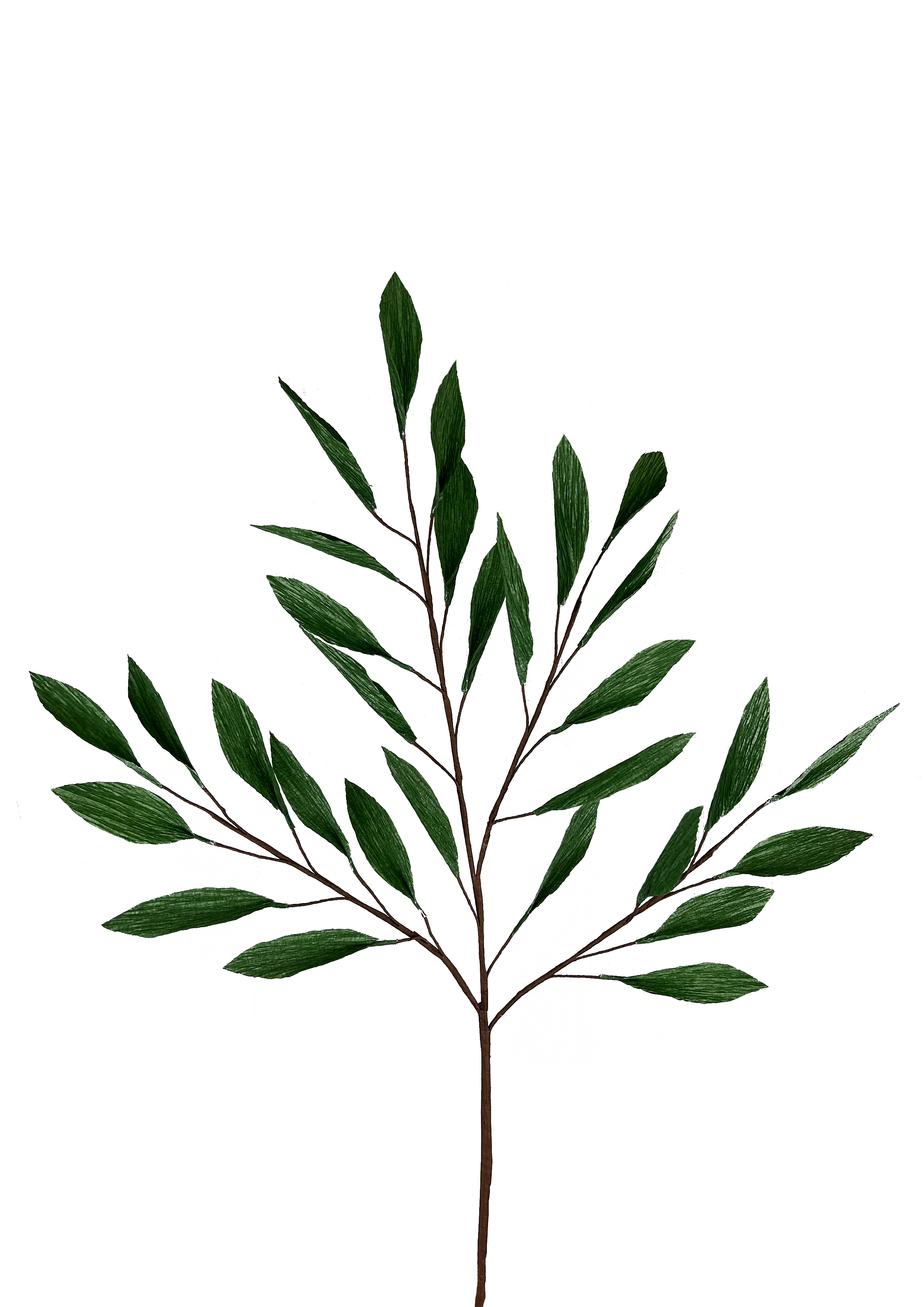 EVIGHEDSBLOMSTER: GREN MED GRØNNE BLADE