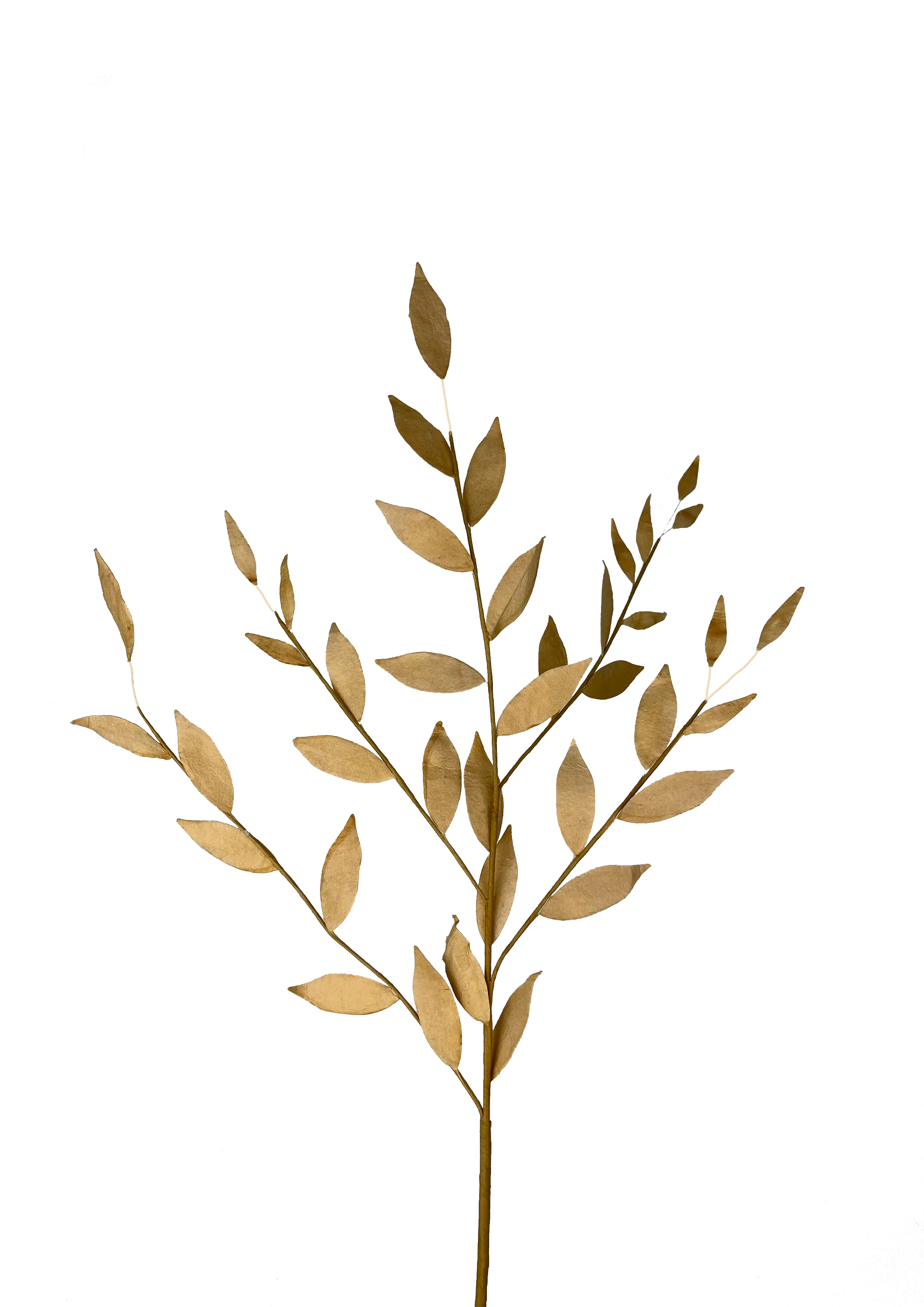 EVIGHEDSBLOMST: KORNSTRÅ