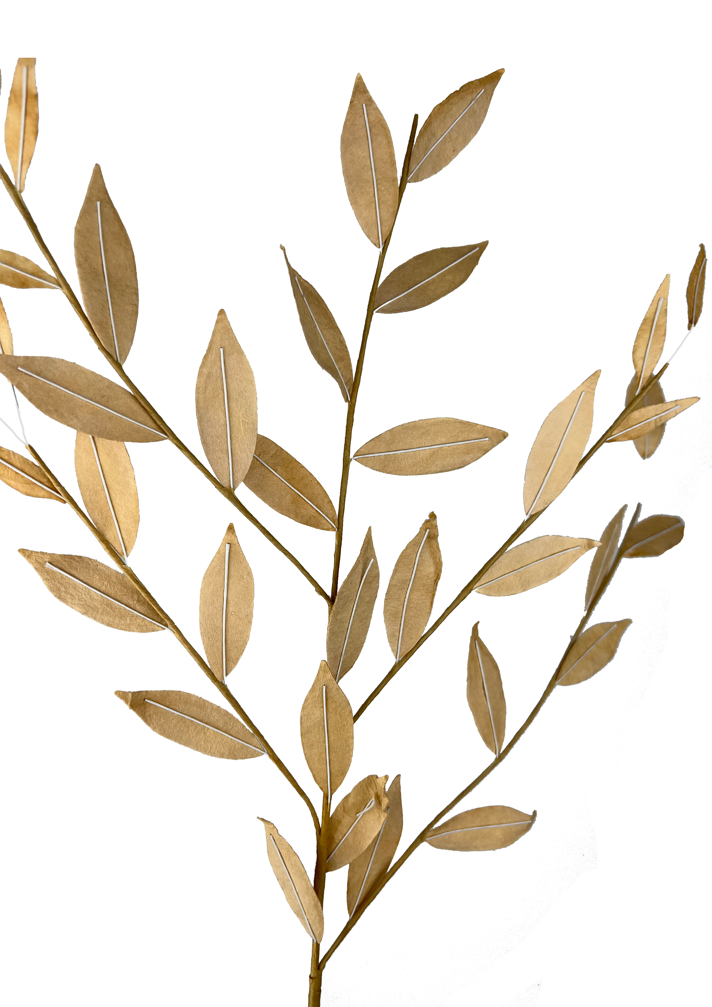 EVIGHEDSBLOMST: KORNSTRÅ