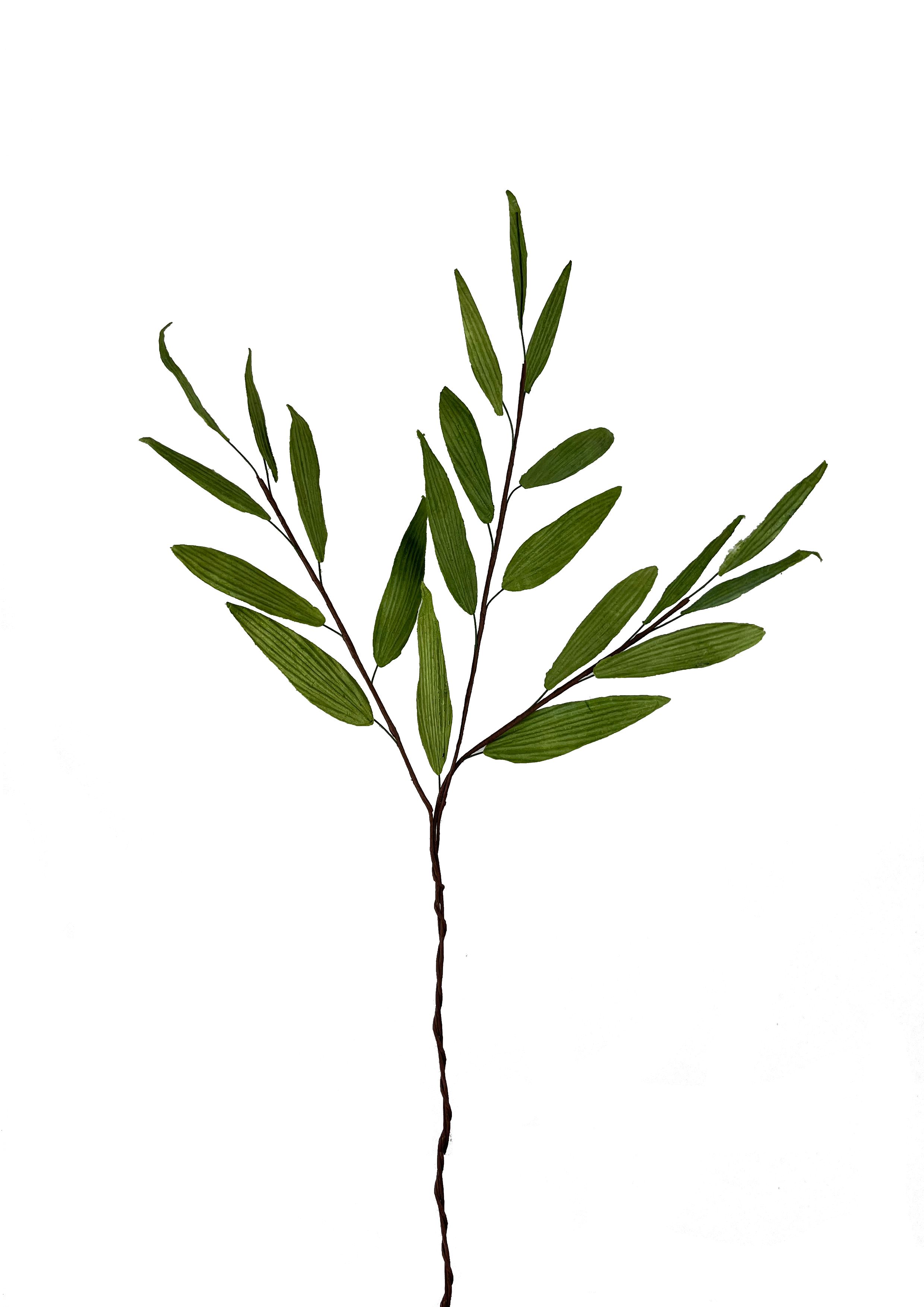 EVIGHEDSBLOMST: GRØNT BLAD