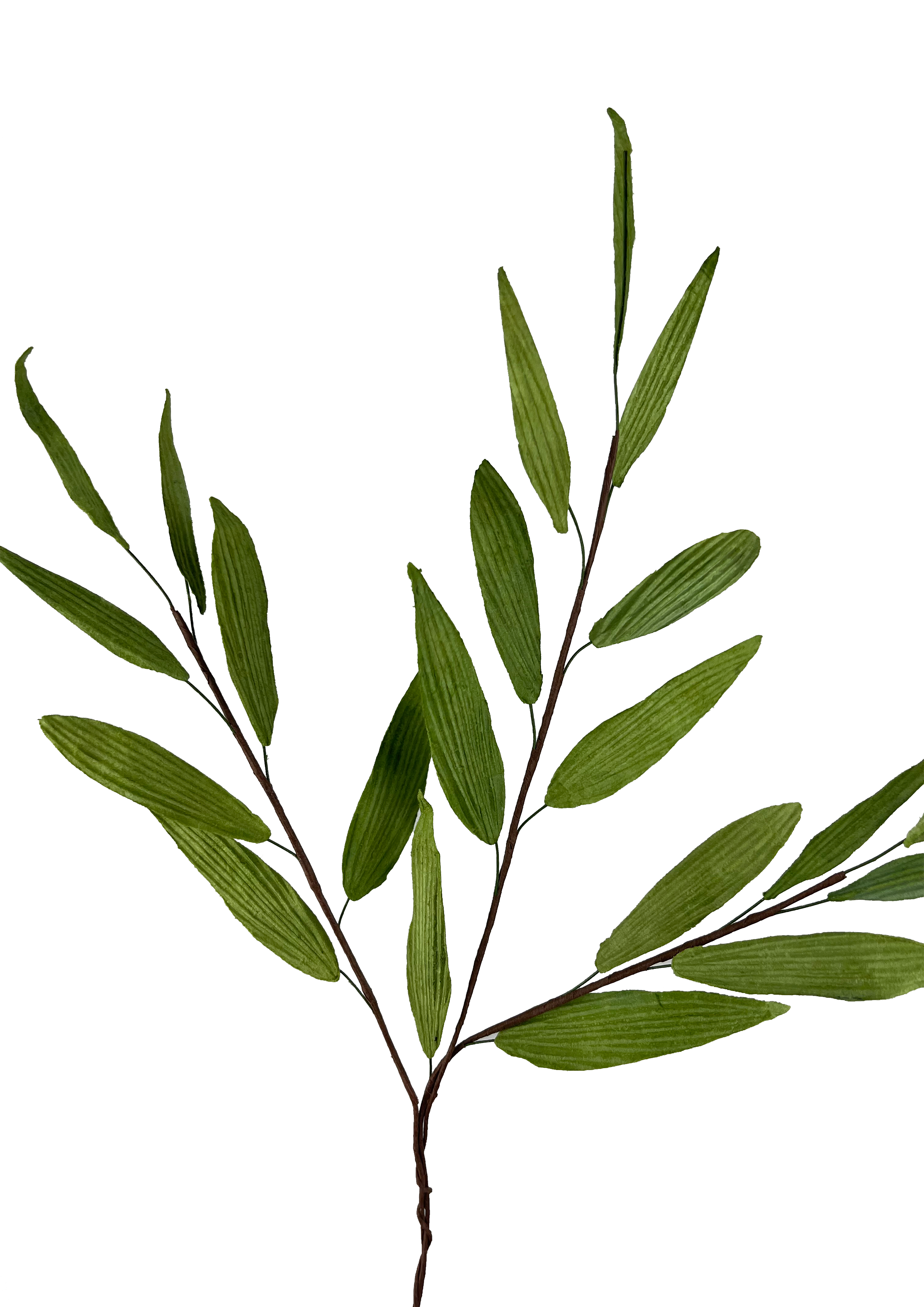 EVIGHEDSBLOMST: GRØNT BLAD