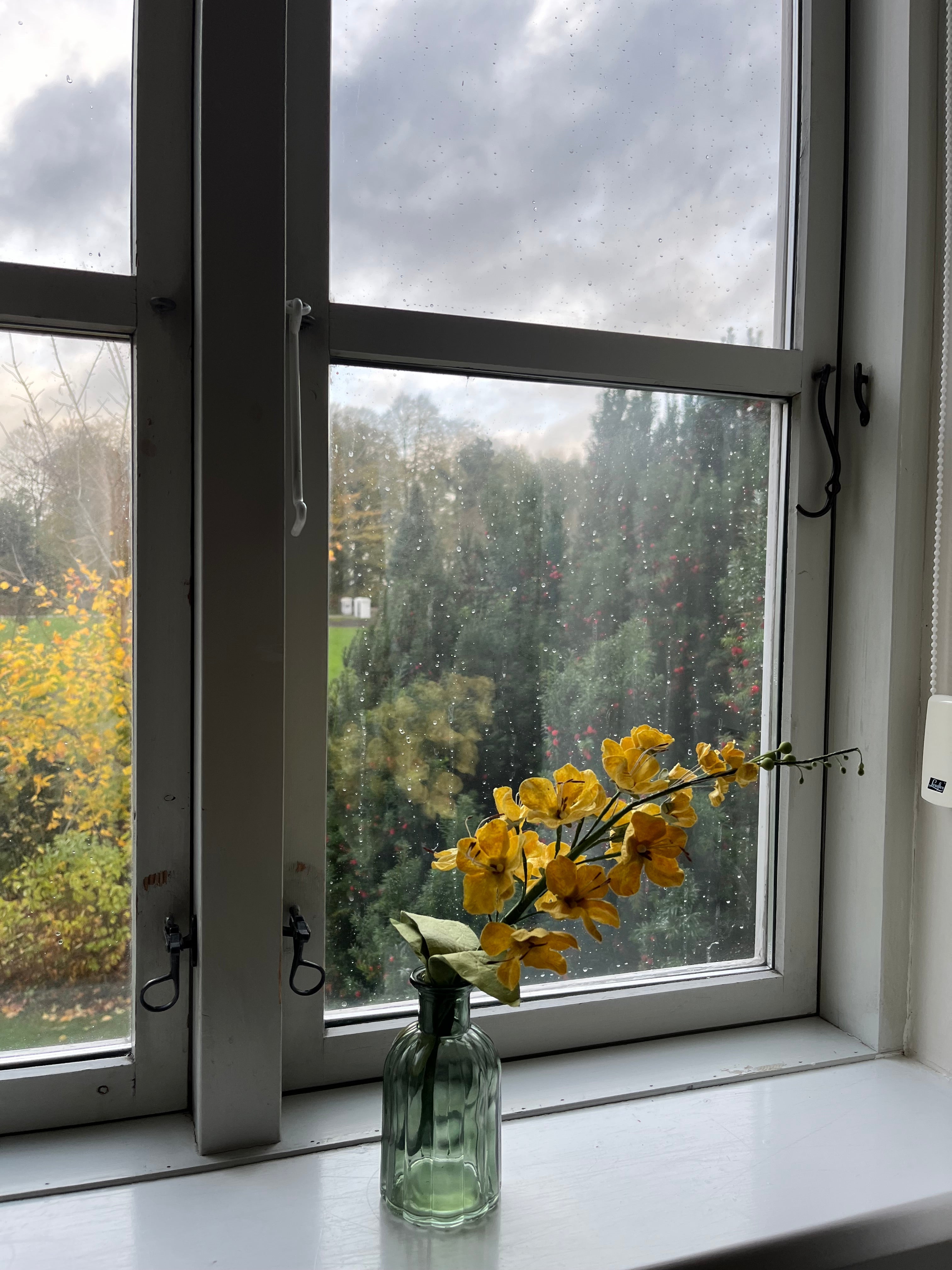 EVIGHEDSBLOMST: GULDREGN